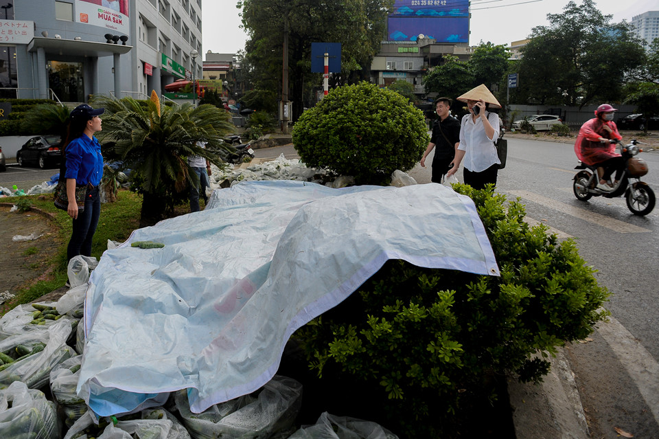 Sinh viên đội mưa giải cứu hàng tấn dưa chuột cho nông dân xứ Nghệ